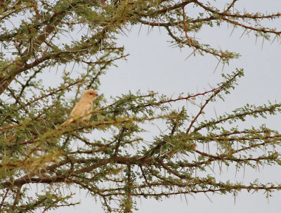 kensparv ♀