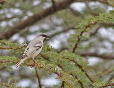 Sparvar & vvare / Sparrows & Weavers