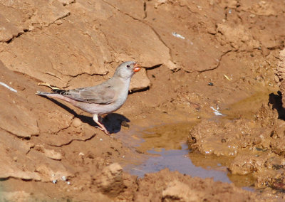 Ökentrumpetare / Trumpeter Finch