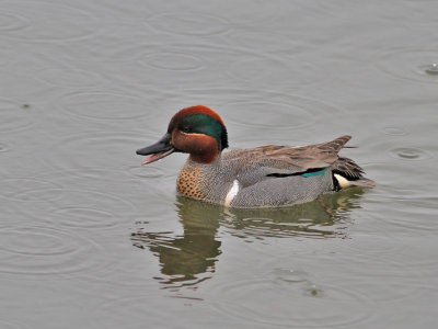 Amerikansk kricka ♂