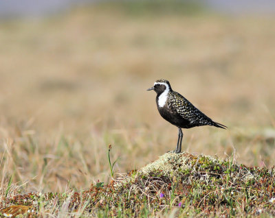 Amerikansk tundrapipare / American Golden Plover