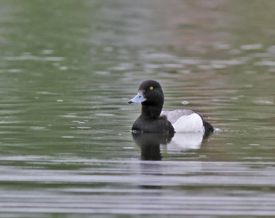 Bergand ♂ (ssp mariloides)