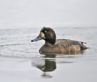 Bergand ♀ (ssp mariloides)