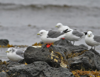 Beringmås, adult (med tretåiga måsar)