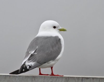 Beringmås, adult
