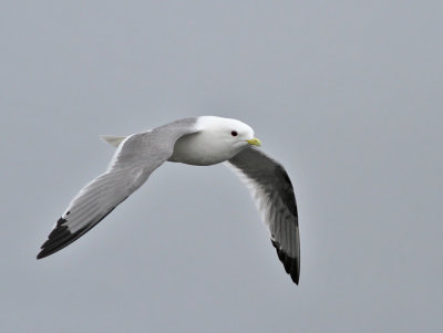 Beringmås, adult