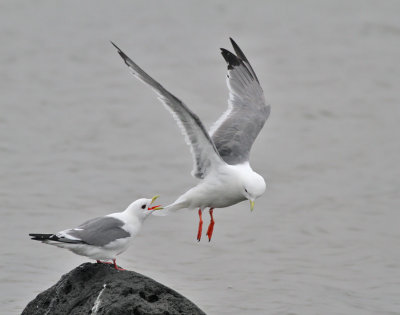 Beringmås, adult