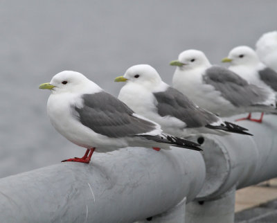 Beringmåsar och tretåiga måsar