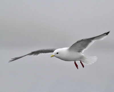 Beringmås, adult