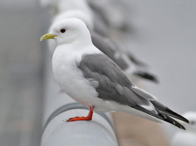 Beringmås, adult