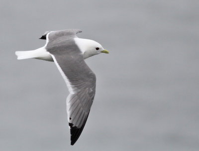 Beringmås, adult