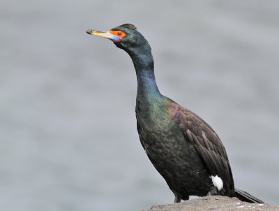 Beringskarv, adult (Alaska)