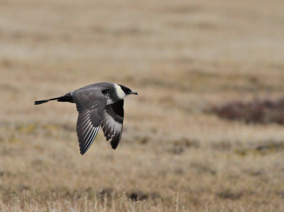 Labbar, msar, trnor & alkor / Skuas, Gulls, Terns & Auks