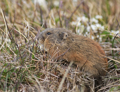 Brun lmmel / Brown Lemming