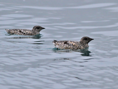 Brunalka / Kittlitz's Murrelet