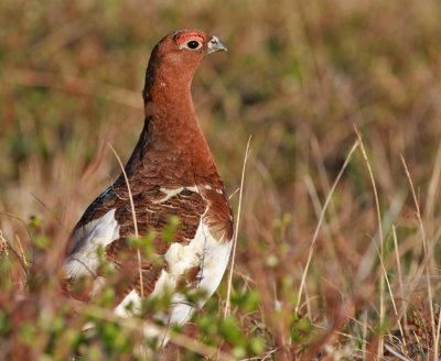 Dalripa / Willow Grouse