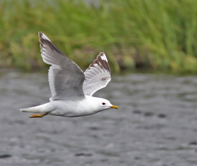 Fiskms (ssp brachyrhynchus), 3K