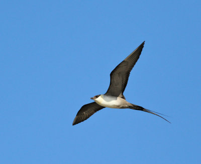 Fjllabb / Long-tailed Skua (ssp pallescens)