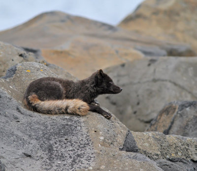 Fjllrv / Arctic Fox