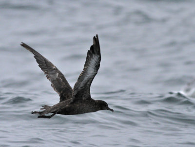 Grålira / Sooty Shearwater