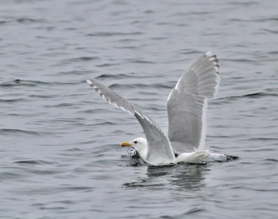 Gråvingad trut, adult