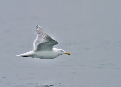 Gråvingad trut, adult