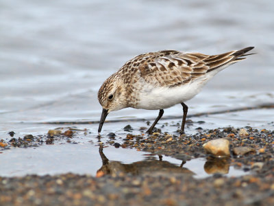 Gulbröstad snäppa / Baird's Sandpiper
