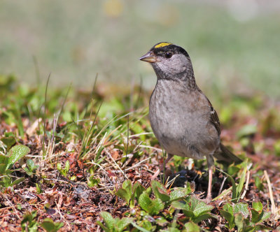 Gulkronad sparv / Golden-crowned Sparrow