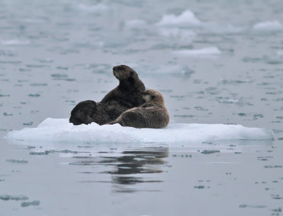 Havsutter / Sea Otter