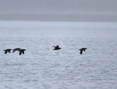 Hornalka / Rhinoceros Auklet