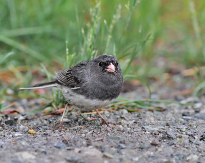 Mrkgd junco