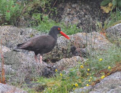 Klippstrandskata / American Black Oystercatcher