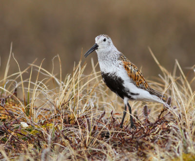 Krrsnppa (ssp arcticola)