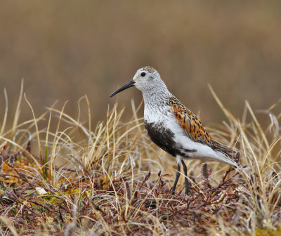 Krrsnppa (ssp arcticola)