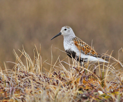 Krrsnppa (ssp arcticola)