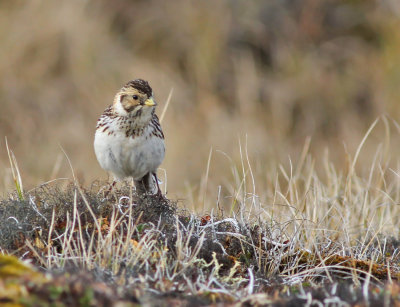 Lappsparv ♀