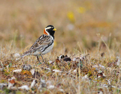 Lappsparv / Lapland Bunting