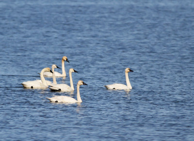 Mindre sngsvan (ssp columbianus)