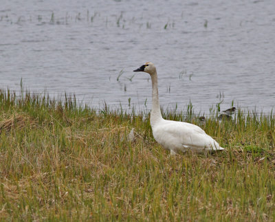 Mindre sngsvan (ssp columbianus)