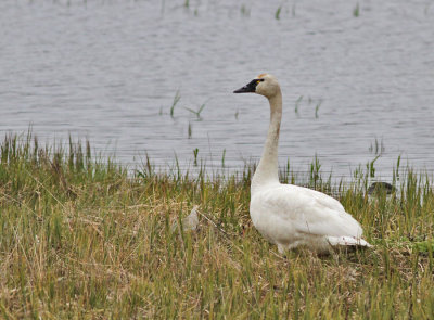 Mindre sångsvan / Tundra Swan (ssp columbianus)