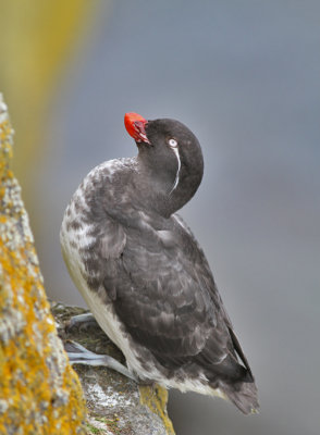 Papegojalka