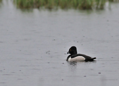 Ringand / Ring-necked Duck