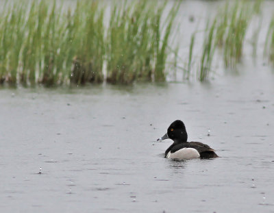 Ringand ♂