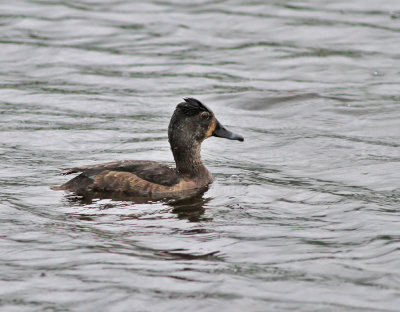 Ringand ♀