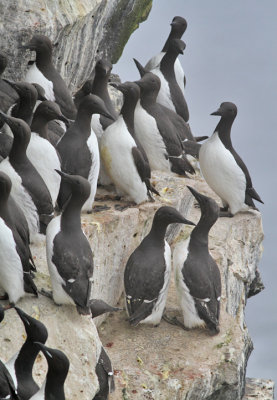 Sillgrissla (ssp inornata) med spetsbergsgrisslor