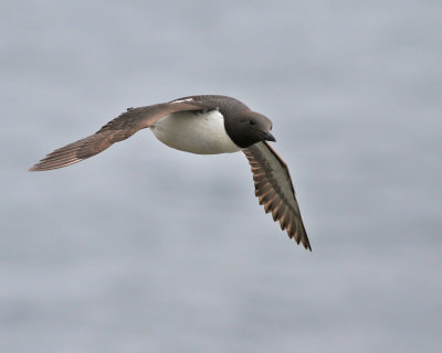 Sillgrissla (ssp inornata)