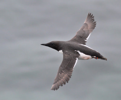Sillgrissla (ssp inornata)