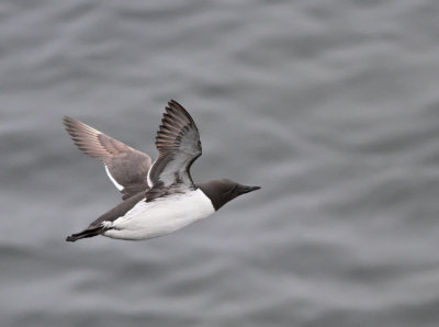 Sillgrissla (ssp inornata)