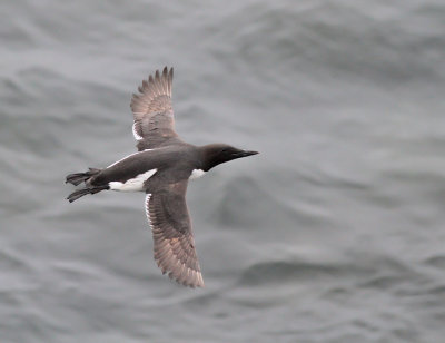 Sillgrissla (ssp inornata)