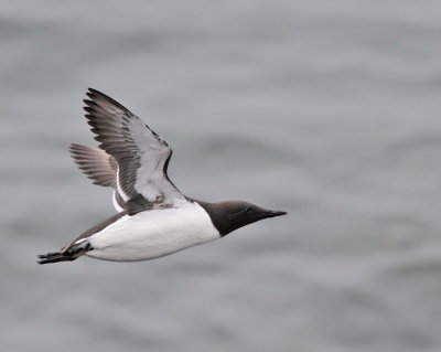 Sillgrissla (ssp inornata)
